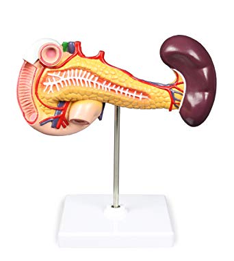 Pancreas Duodenum and Spleen Model